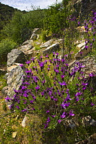 Wild Lavender {Lavandula sp} flowering on rocky ground, Sevilla, Andalucía, Spain, March 2008