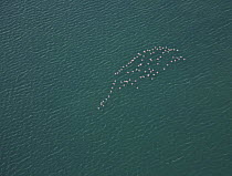 Aerial view of the flock of flamingos flying over the sea near  the Bahia / Bay de Cadiz Natural Park, Andalucia, Spain, March 2008