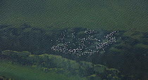 Aerial view of the flock of flamingos flying near the coast of Bahia / Bay de Cadiz Natural Park, Andalucia, Spain, March 2008
