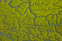 Aerial view of the flock the saltmarshes of the Bahia / Bay de Cadiz Natural Park, Andalucia, Spain, March 2008