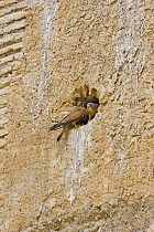 Lesser kestrel (Falco naumnni) pair at nest hole in bank (male on right), Spain, March