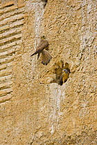 Lesser kestrel (Falco naumnni) pair at nest hole in bank (male below), Spain, March