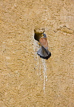 Lesser kestrel (Falco naumnni) male at nest hole in bank, Spain, March