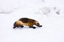 Wolverine (Gulo gulo) walking over snow, captive, Finland