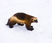 Wolverine (Gulo gulo) on snow, captive, Finland