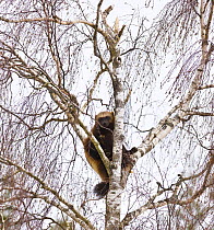 Wolverine (Gulo gulo) looking down from tree, captive, Finland