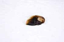 Wolverine (Gulo gulo)  curled up resting in snow hollow, captive, Finland