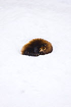 Wolverine (Gulo gulo)  curled up sleeping in snow hollow, captive, Finland