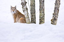 Lynx (Lynx lynx) sitting beside birch trees in snow, captive, Finland