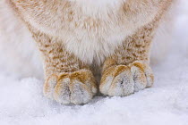 Lynx (Lynx lynx) close up of front legs and paws in snow, captive, Finland