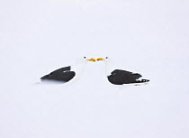 Two Greater black-backed gulls (Larus marinus) face to face on snow, Lokka lake, Finland, April 2008