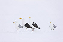 Two Greater black-backed gulls (Larus marinus)  and two Herring gulls (Larus argentatus) on snow, Lokka lake, Finland, April 2008