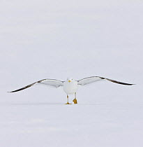 Herring gull (Larus argentatus) walking over snow, Lokka lake, Finland, April 2008