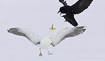 Greater black backed gull (Larus marinus) chasing off a Common crow (Corvus corax) Lokka lake, Finland, April 2008