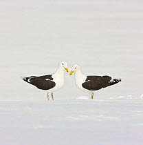 Greater black backed gulls (Larus marinus) two standing, facing each other, camouflaged against snow, Lokka lake, Finland, April 2008