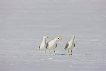 Three Herring gulls (Larus argentatus) calling on snow, camouflaged against snow, Lokka lake, Finland, April 2008