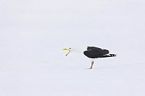 Greater black backed gull (Larus marinus) calling, camouflaged against snow, Lokka lake, Finland, April 2008