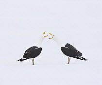 Two Greater black backed gulls (Larus marinus) calling, camouflaged against snow, Lokka lake, Finland, April 2008