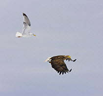 White tailed sea eagle (Haliaetus albicilla) and Herring gull (Larus argentatus) in flight, Lokka lake, Finland, April 2008