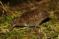 Rufous woodcock (Scolopax saturata) feeding, Mount Hagen vicinity, Enga Province, Papua New Guinea