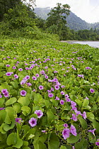 Beach morning glories (Ipomoe sp) in flower, Bantanta Island, Papua, Indonesia