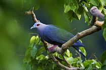 Pinon's imperial pigeon (Ducula pinon) on branch, Batanta Island, Papua, Indonesia