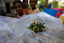 Beetles collected by village children to show Tim Laman, Arfak Mountains, Papua, Indonesia, December 2004