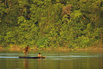Villagers paddling dugout canoes along the Karawari River, East Sepik Province, Papua New Guinea, August 2005