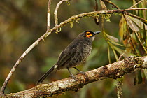Common smoky honeyeater (Melipotes fumigatus) on a branch in the vicinity of Mt. Hagen, Enga Province, Papua New Guinea