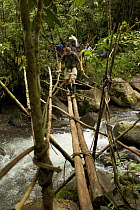 Bird of Paradise researcher, Edwin Scholes, crossing a footbridge over a stream, Crater Mountain Wildlife Management Area, Eastern Highlands Province, Papua New Guinea, September 2005