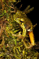 Tree frog on moss, Crater Mountain Wildlife Management Area, Eastern Highlands Province, Papua New Guinea