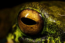 Tree frog, close-up of eye, Crater Mountain Wildlife Management Area, Eastern Highlands Province, Papua New Guinea