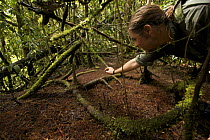 Bird of paradise researcher, Edwin Scholes, examines a Lawes' parotia (Parotia lawesii) display court on the rainforest floor, Crater Mountain Wildlife Management Area, Eastern Highlands Province, Pap...