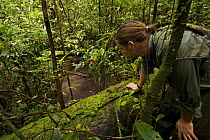 Bird of paradise researcher, Edwin Scholes, examines a display court of Carola's Parotia (Parotia carolae) Crater Mountain Wildlife Management Area, Eastern Highlands Province, Papua New Guinea, Septe...
