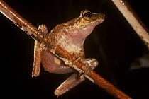 A rainforest tree frog calling on a stem, Crater Mountain Wildlife Management Area, Eastern Highlands Province, Papua New Guinea