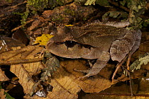 Ground frog, Crater Mountain Wildlife Management Area, Eastern Highlands Province, Papua New Guinea