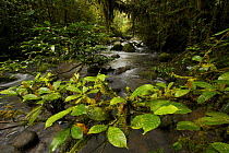 Rainforest stream with moss covered trees and rocks, Crater Mountain Wildlife Management Area, Eastern Highlands Province, Papua New Guinea, September 2005