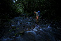 Bird of paradise researcher, Edwin Scholes, wading across a rainforest stream at dusk after a day in the field, Crater Mountain Wildlife Management Area, Eastern Highlands Province, Papua New Guinea,...