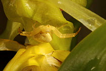 Crab spider (Thomisidae) on orchid growing near Herowana Village, Crater Mountain Wildlife Management Area, Eastern Highlands Province, Papua New Guinea