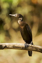 Little black cormorant (Phalacrocorax sulcirostris) portrait, near the Karawari River, East Sepik Province, Papua New Guinea