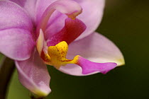 Orchid flower, close up, near Karawari River, East Sepik Province, Papua New Guinea