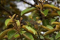 Rufous-backed Honeyeater (Ptiloprora guisei) Tari Valley vicinity, Southern Highlands Province, Papua New Guinea