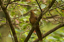 Black billed cuckoo dove (Macropygia nigrirostris) perched in a tree, Tari Valley vicinity, Southern Highlands Province, Papua New Guinea