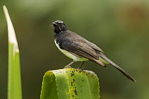 Black and white fantail (Rhipidura leucophrys) perched on a leaf, Tari Valley vicinity, Southern Highlands Province, Papua New Guinea