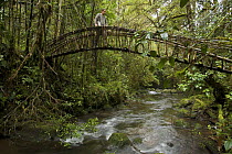 Edwin Scholes crossing a vine bridge over a stream in montane rainforest, Tari Valley vicinity, Southern Highlands Province, Papua New Guinea, September 2006