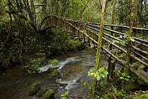 Vine bridge over a stream in montane rainforest, Tari Valley vicinity, Southern Highlands Province, Papua New Guinea, September 2006