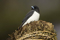 Great wood swallow (Artamus maximus) perched on top of a hut, Ambua, Tari Valley vicinity, Southern Highlands Province, Papua New Guinea