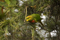 Yellow billed lorikeet (Neopsittacus musschenbroekii) in tree, Tari Valley vicinity, Southern Highlands Province, Papua New Guinea