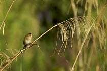 Tawny grassbird (Megalurus timoriensis) on grass stem, Tari Valley vicinity, Southern Highlands Province, Papua New Guinea