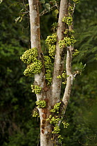 A cauliflorous fruiting fig, possibly Ficus variegata, Huon Peninsula, Marobe Province, Papua New Guinea